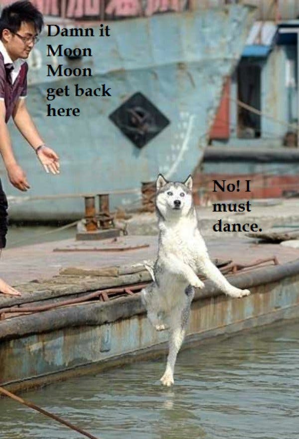 Moon Moon meme that shows a man on a dock with a wolf jumping into a body of water.