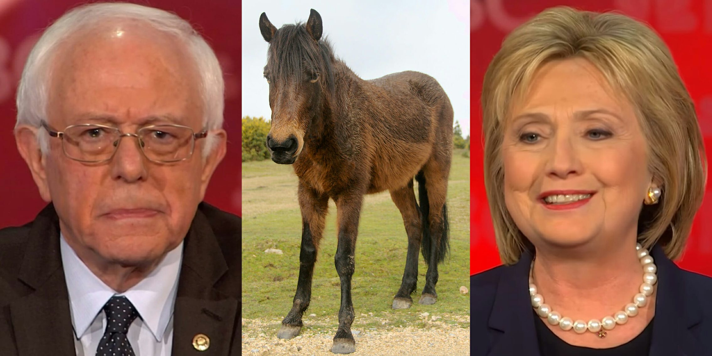 Bernie Sanders, a pony, and Hillary Clinton