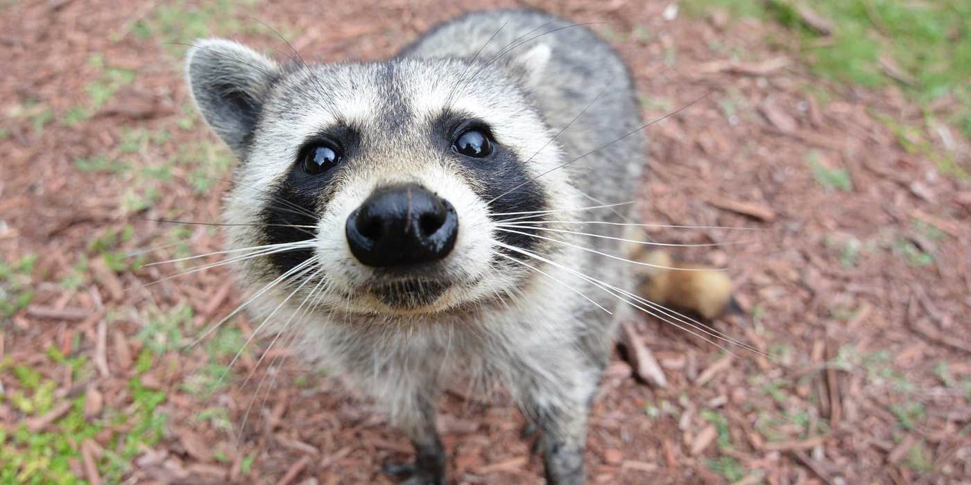 Raccoon Gets Super Drunk After Breaking Into Alcohol Warehouse The Daily Dot raccoon-gets-super-drunk-after-breaking-into-alcohol-warehouse-the-daily-dot