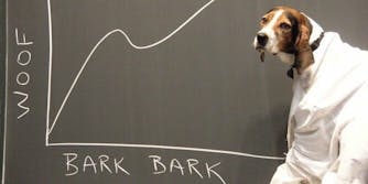 dog with chart on chalkboard