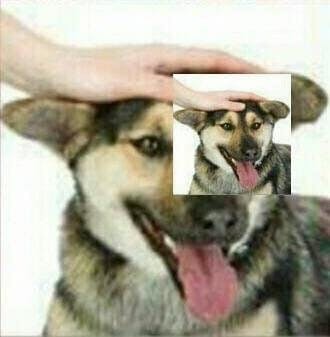 dog petting meme meta version