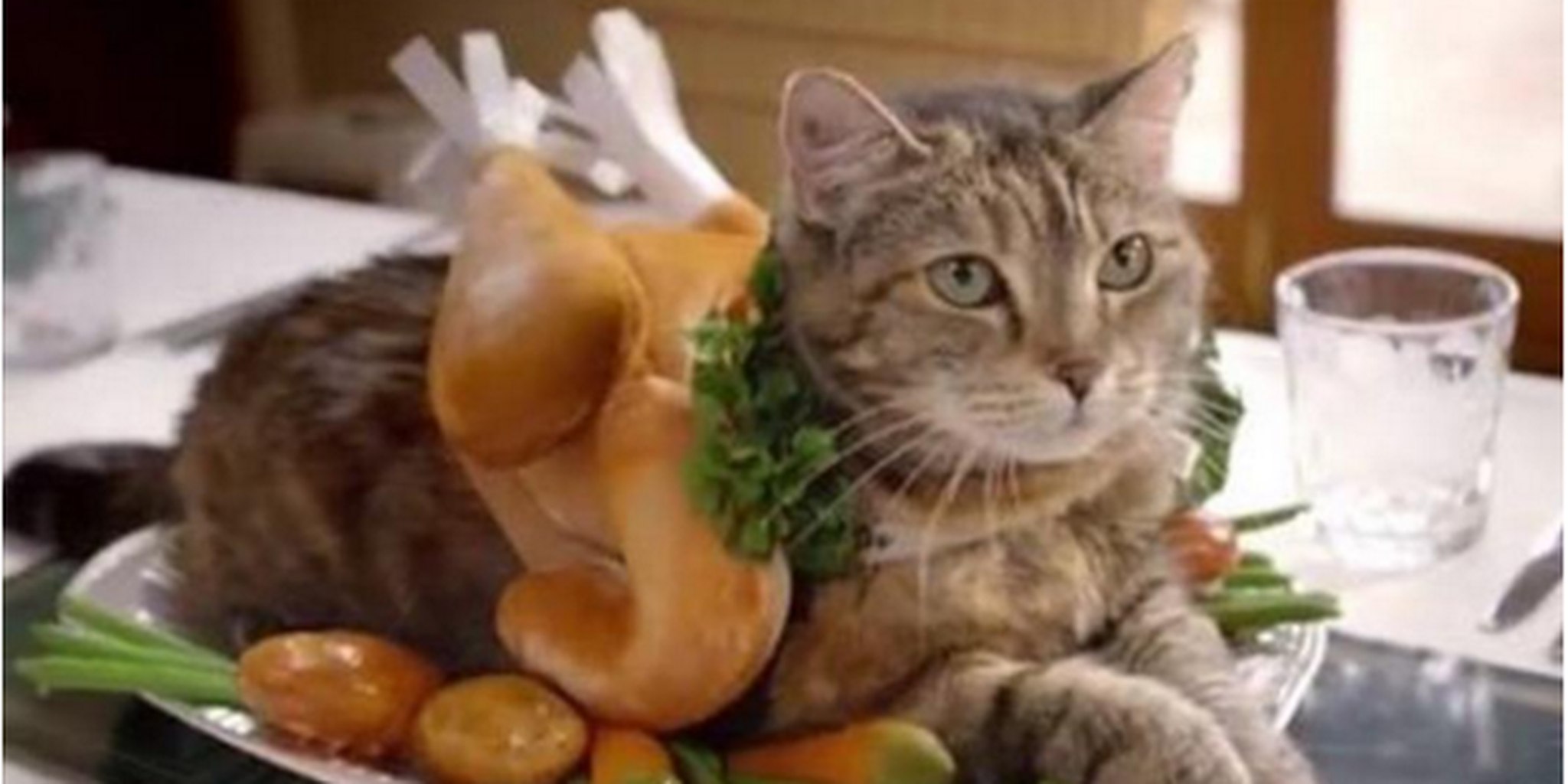 thanksgiving outfits for cats