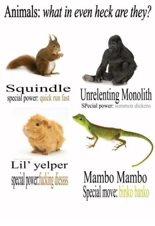 new names for squirrel, gorilla, guinea pig and gecko