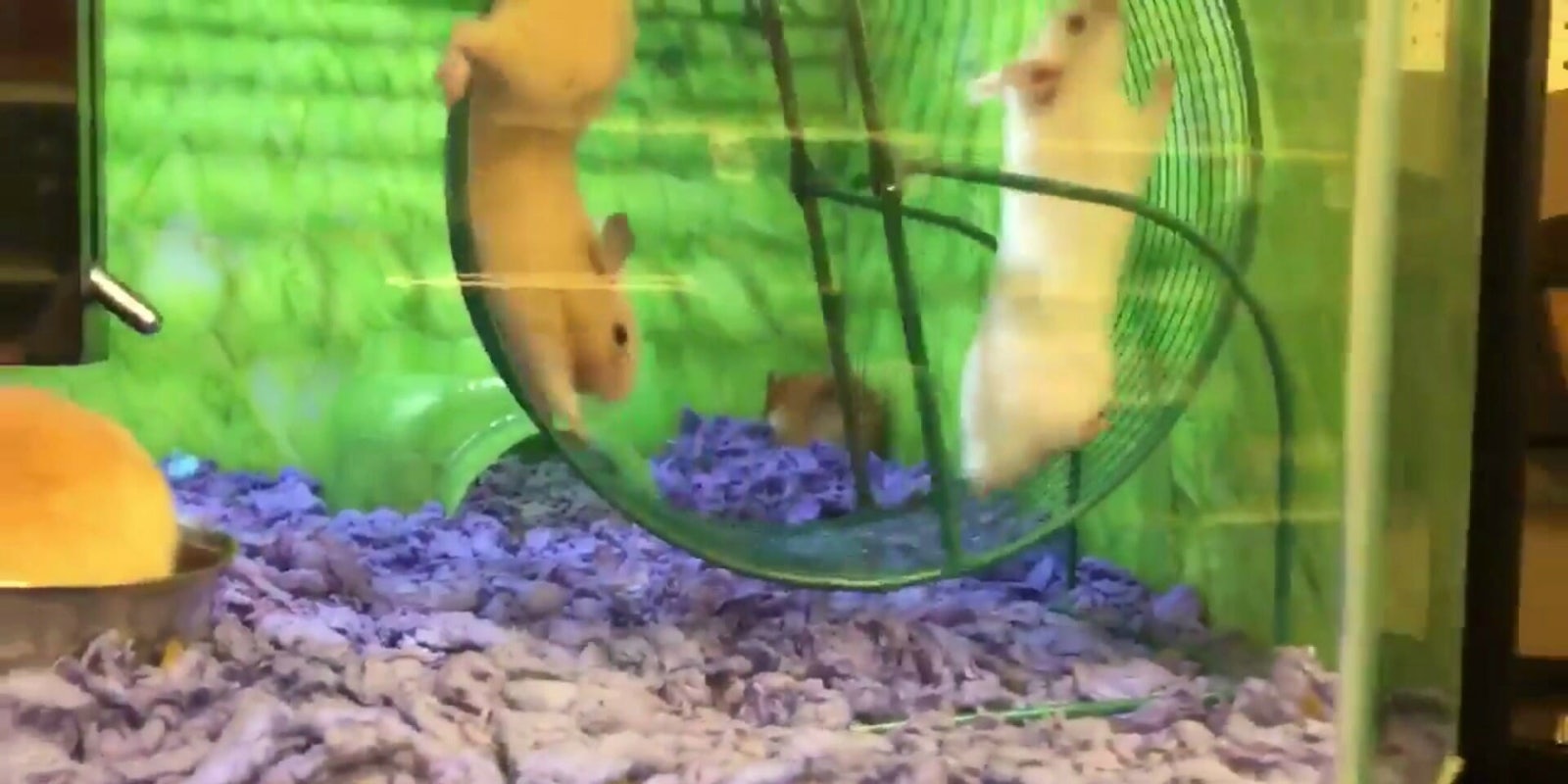 hamster wheel petsmart