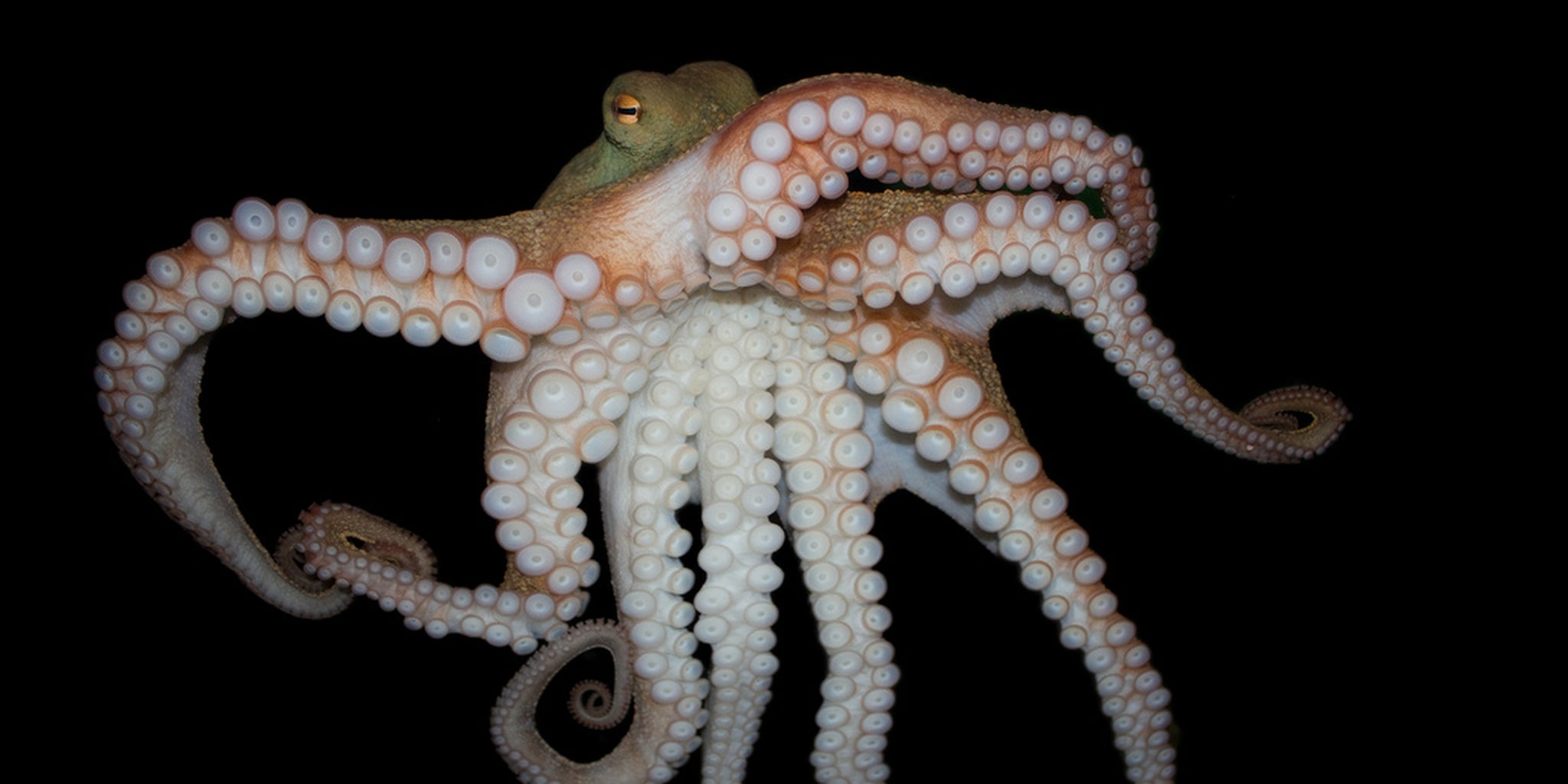 Homepage article image