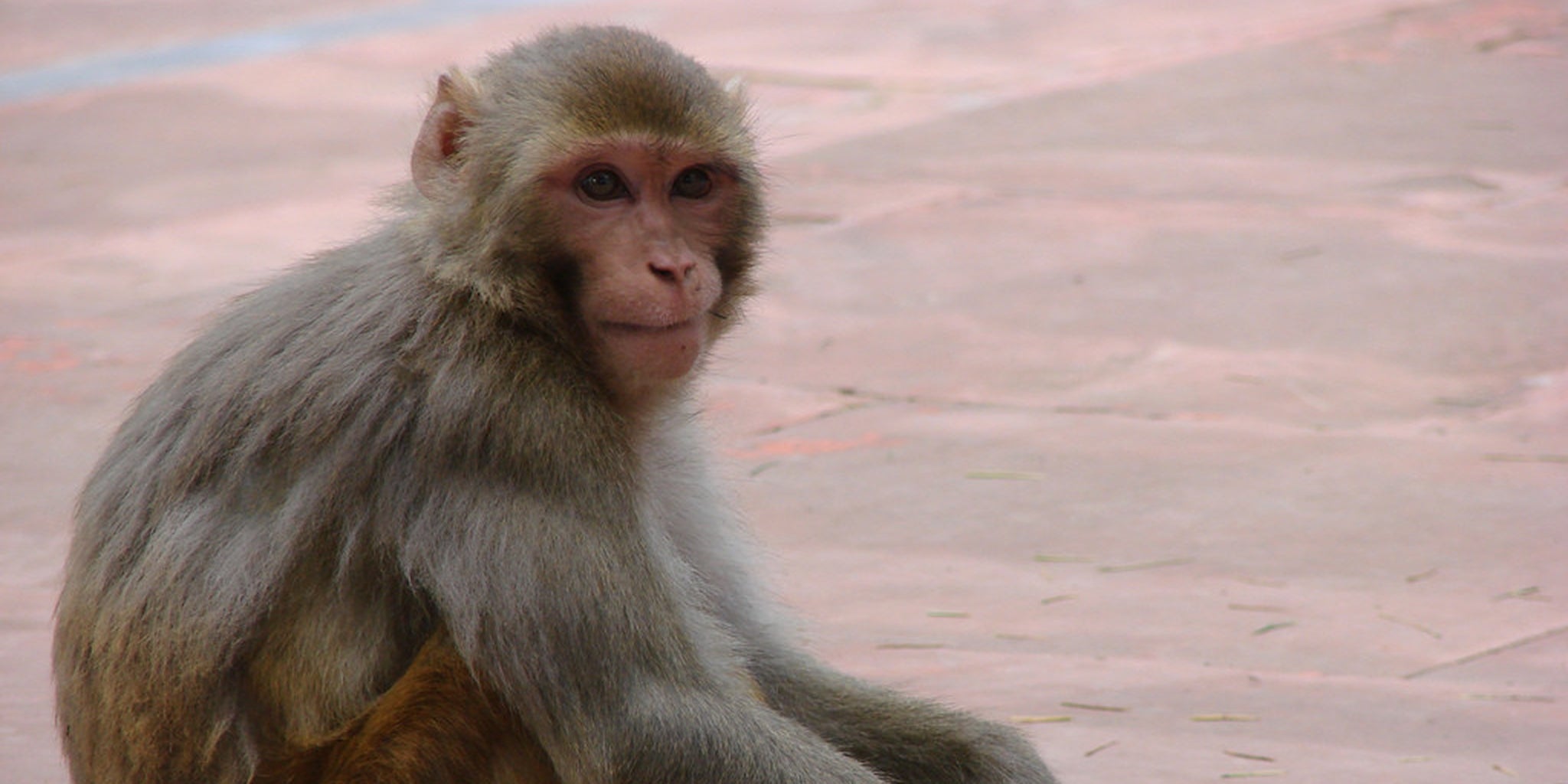 No monkey. Обезьяна символ. Айчувава no monkey. Пила обезьяна. Айчувава no monkey.