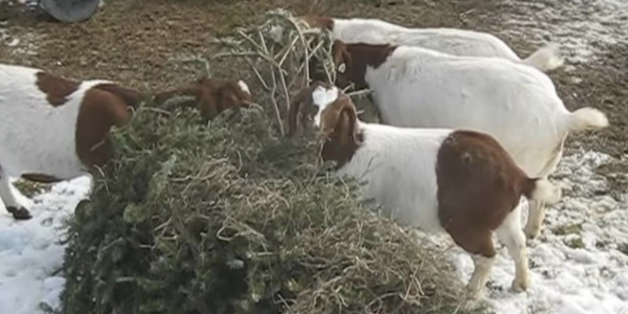 Goats love eating Christmas trees, and we have proof The Daily Dot