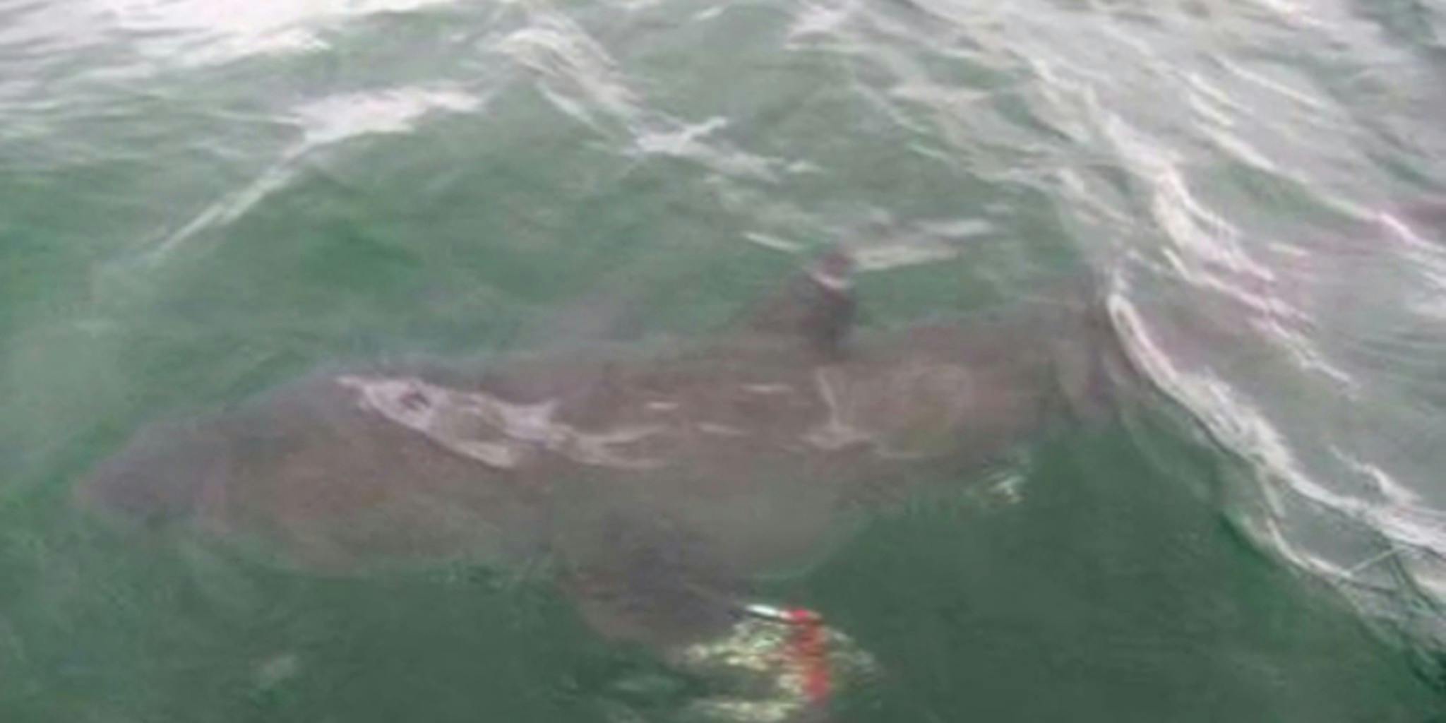 6-year-old reels in great white shark