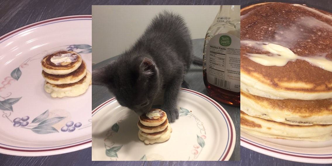 Dude Makes Tiny Pancakes for Tiny Kitten