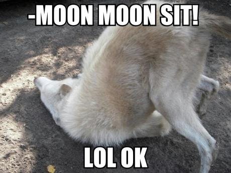 Image of wolf rolling its head on the ground with its butt in the air. Text reads, "moon moon sit! lol ok"