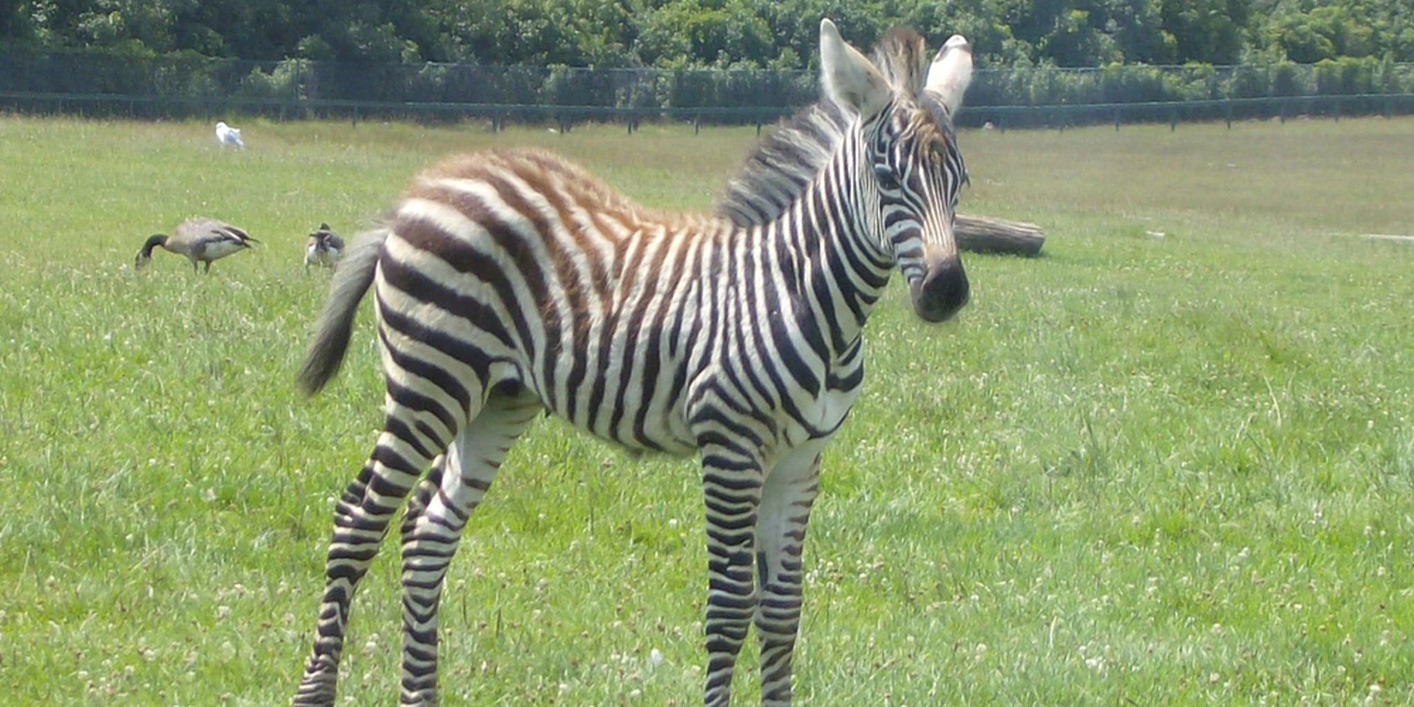 Little girl uses a Sharpie to turn her baby sister into a zebra
