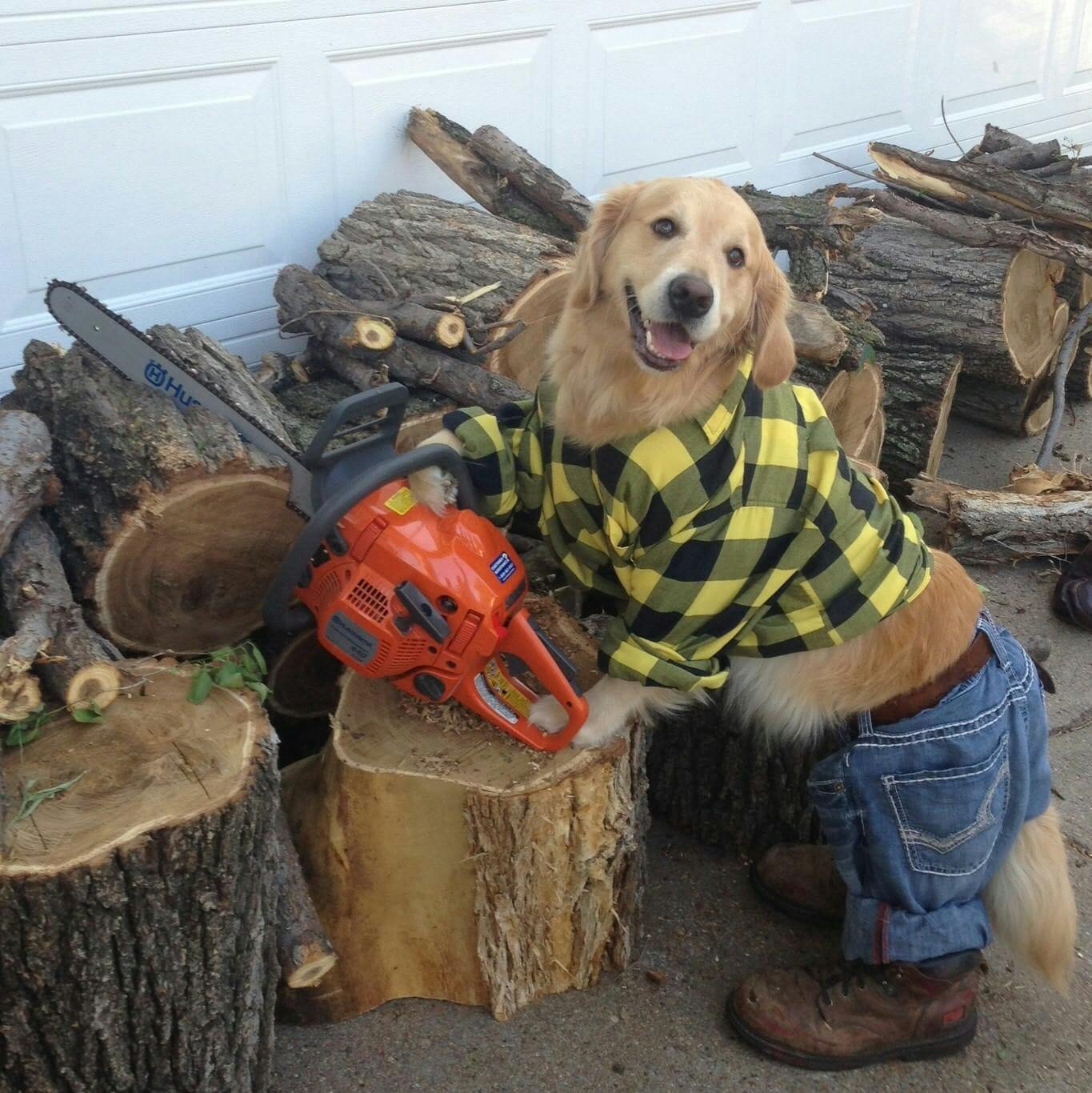 Bailey the golden retriever, known as the 'I don't know what I'm doing' meme, was memorialized in a 100-photo post.