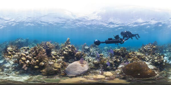 nature documentaries netflix : chasing coral