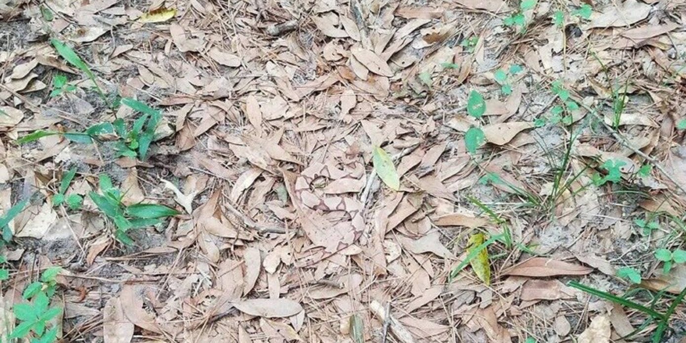 Can you spot the snake