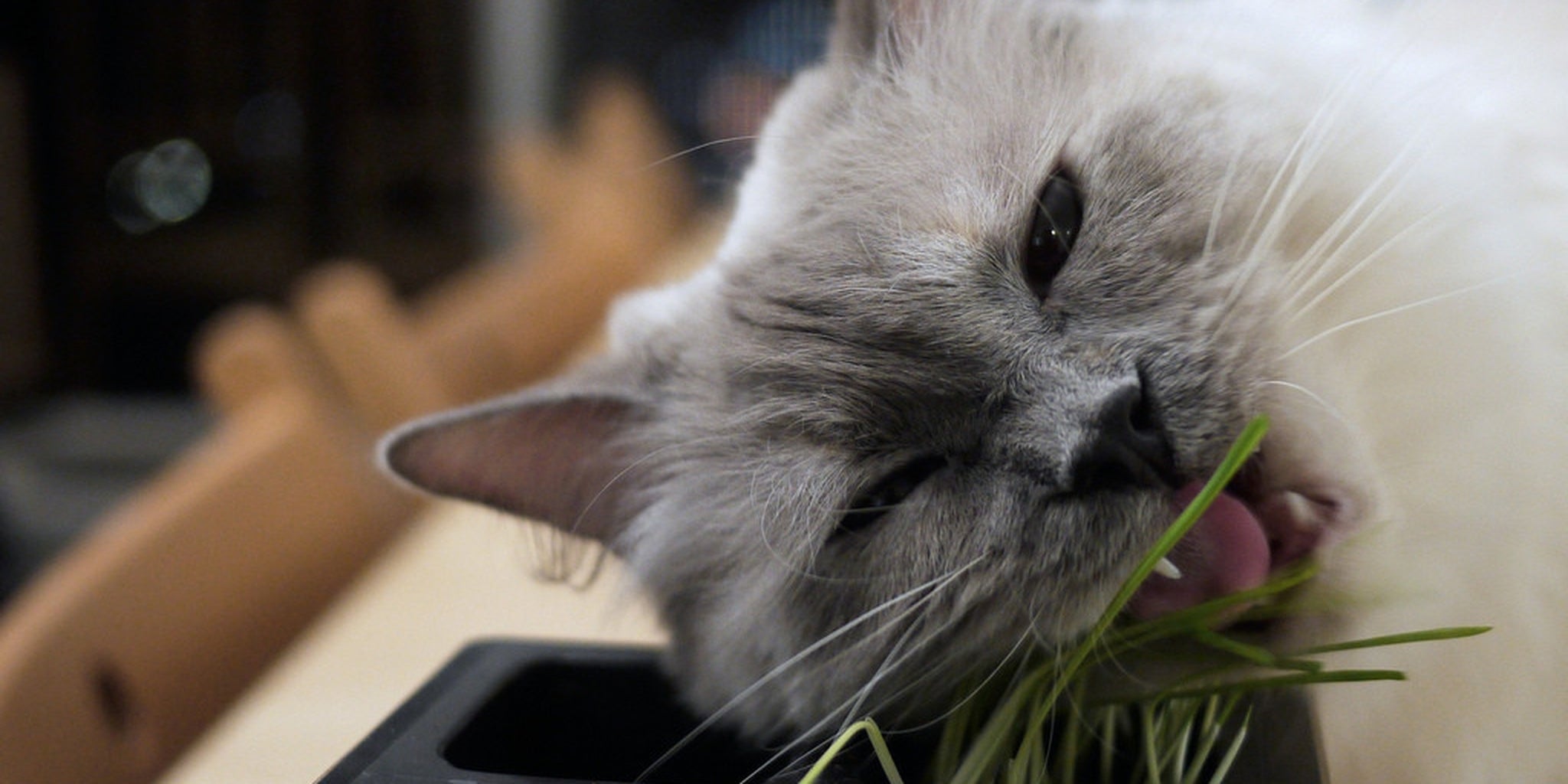 Homepage article image