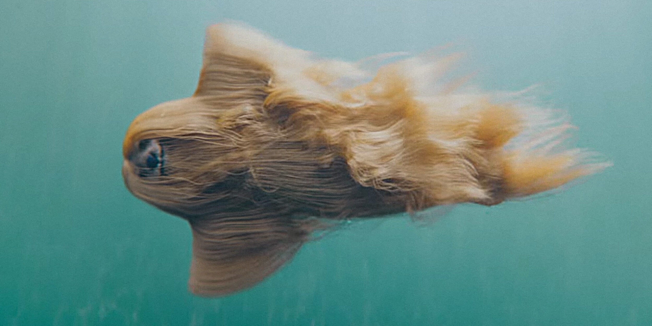 Mermaid Dog swimming through pool