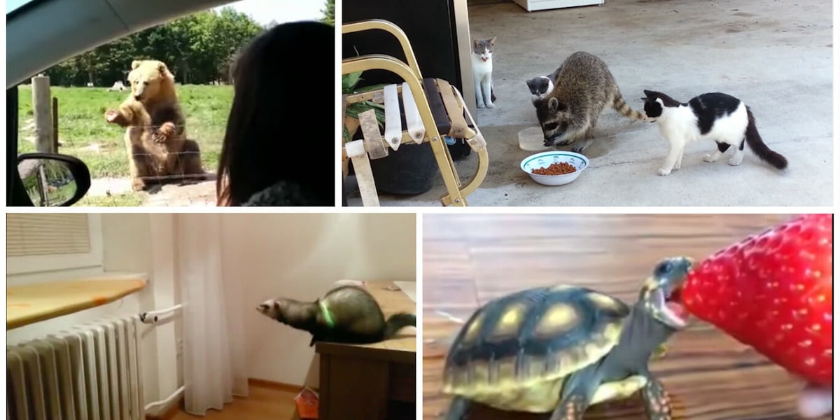 funny animal videos: collage
