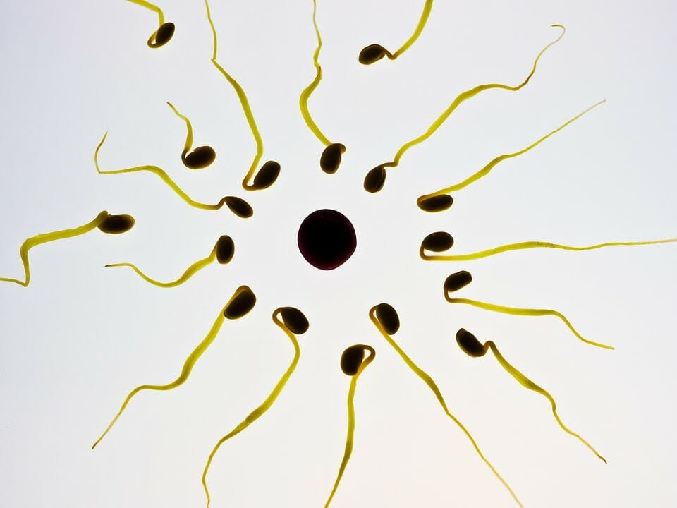 can you get pregnant on your period : sperm and egg