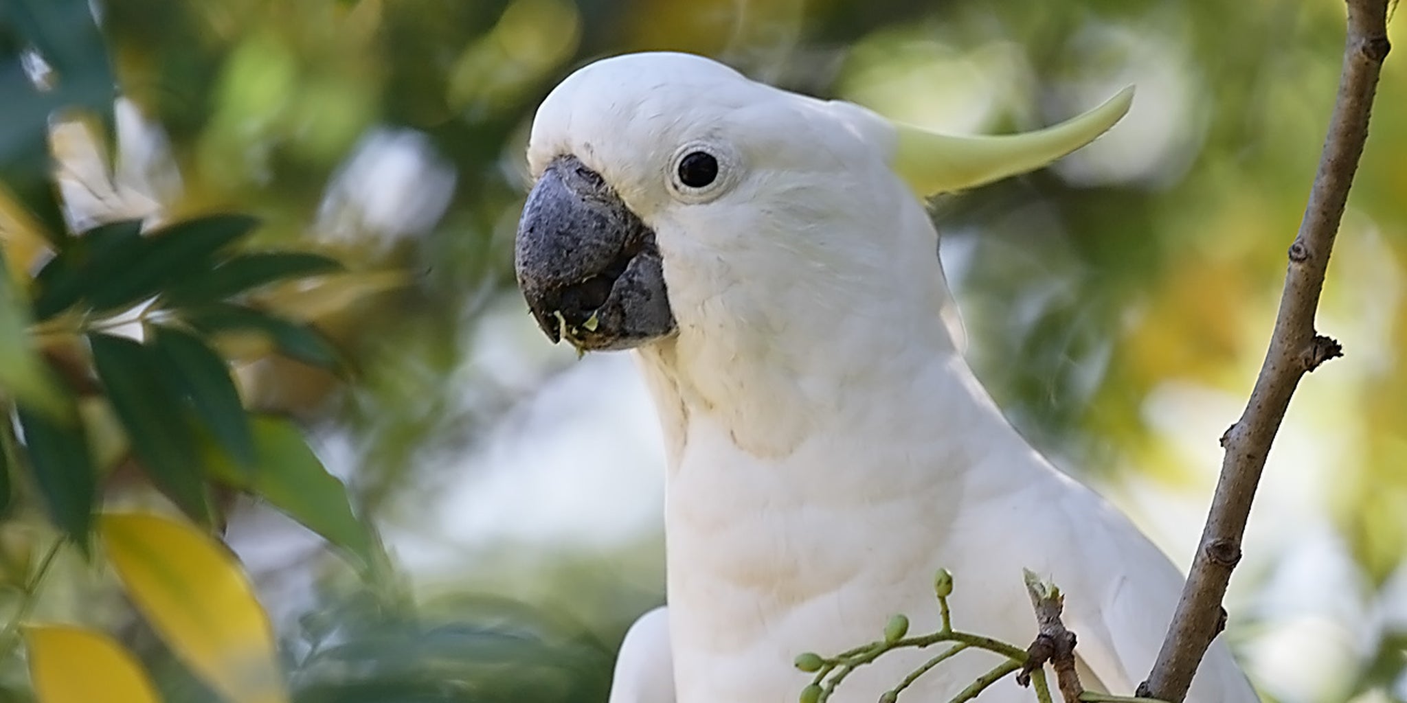 Cockatoo airlifts his dog friends a snack