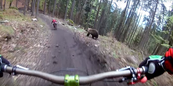 bear chases mountain bikers