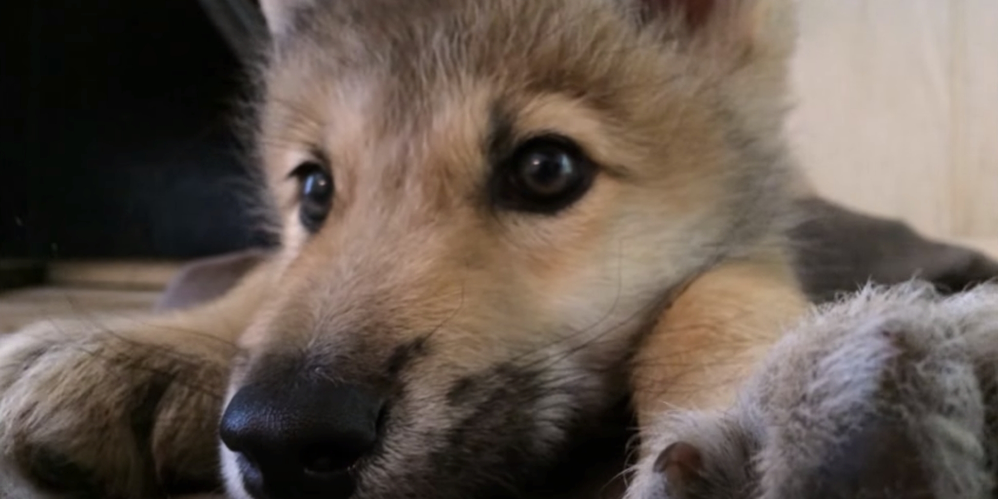 Adorable sales wolf pups