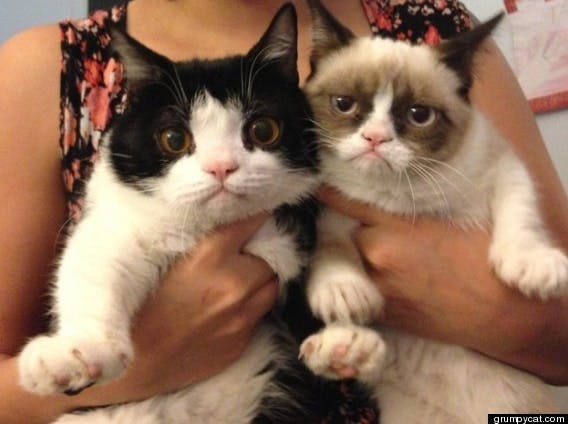 grumpy cat and pokey cat