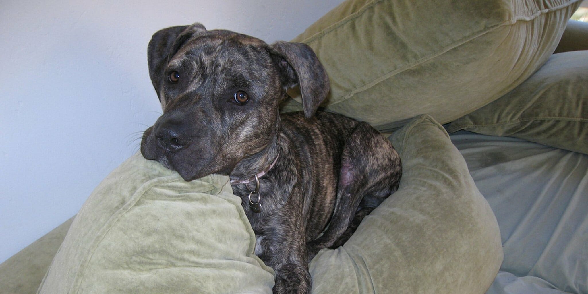 Timelapse video shows naughty dogs ripping apart a couch