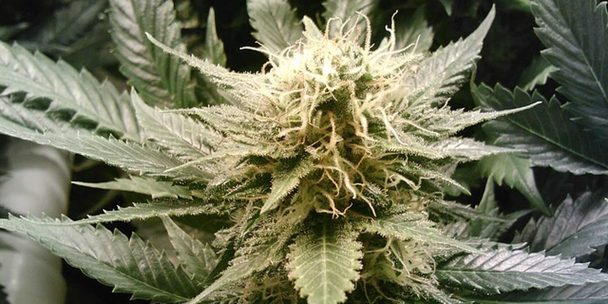 Homepage article image