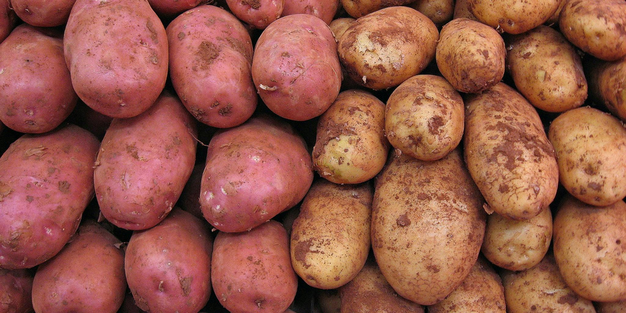 Грей картошку. Сорт картофеля Фелокс. Адретта Розара. Сорт картофеля Холмогорский. Розара семена картофеля.