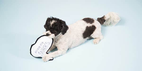 barkshop dog toys speech bubble