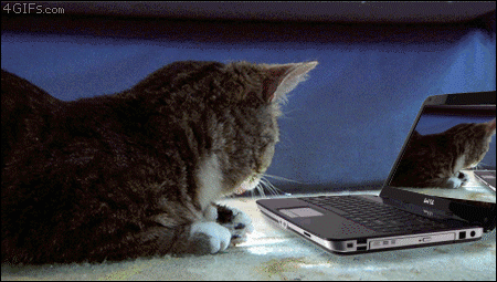 The Morning GIF: Kitten chaser - The Daily Dot The Morning GIF: Kitten chaser - The Daily Dot