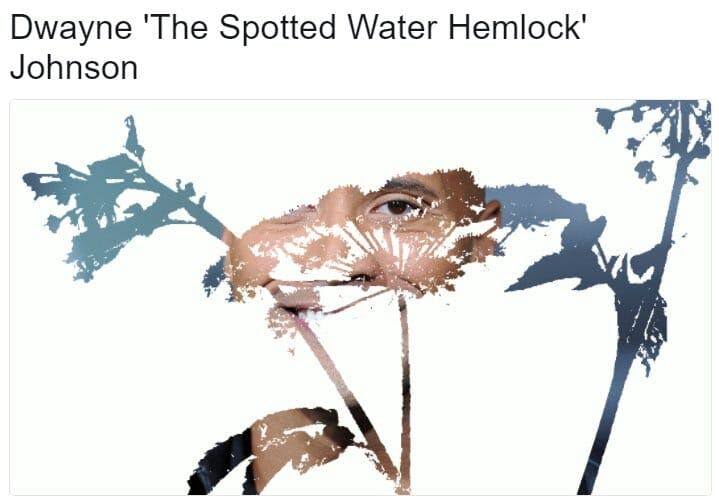 dwayne the spotted water hemlock johnson