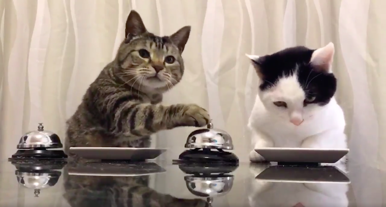 cats ringing a bell for treats video