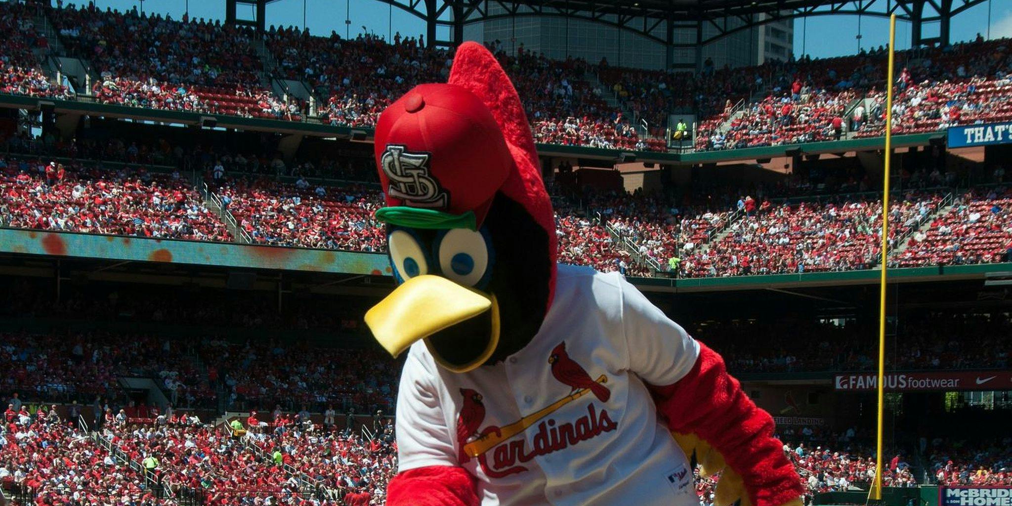 Fredbird - St. Louis Cardinals Mascot – mlbmascot