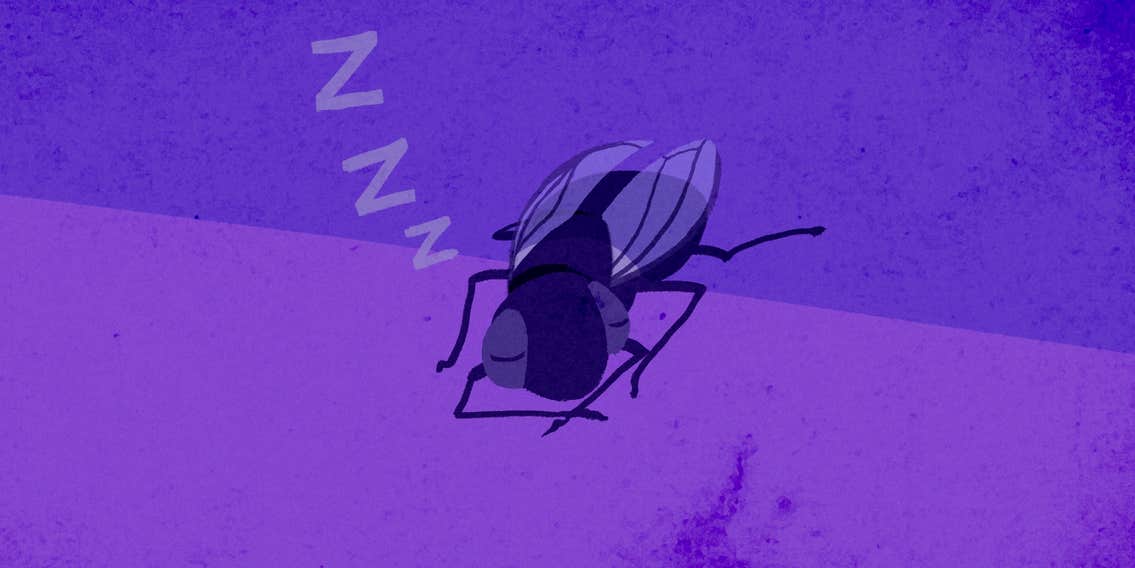 Do Insects Sleep? How Bugs Regain Energy