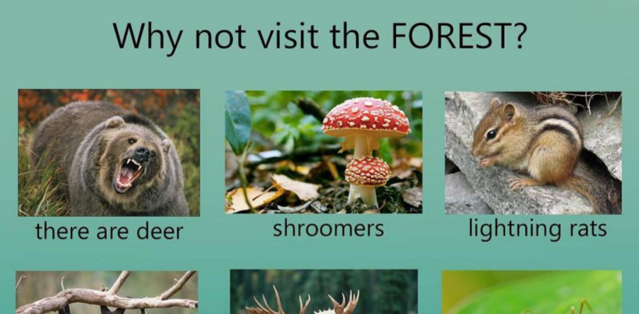 why not visit meme: forest animals described with weird names