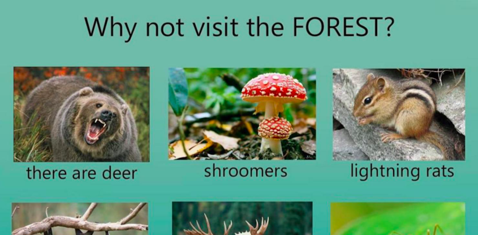 why not visit meme: forest animals described with weird names