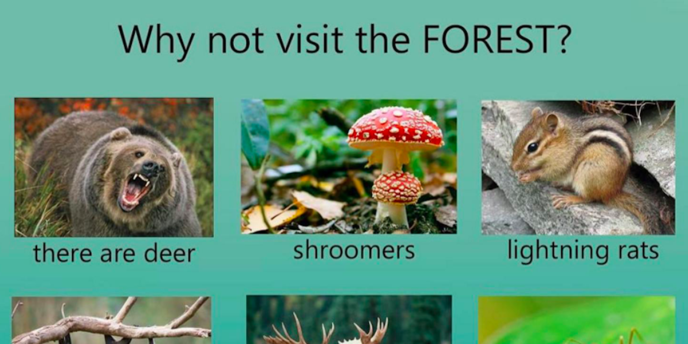 why not visit meme: forest animals described with weird names