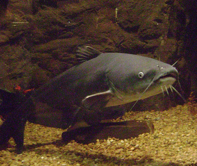 University of Michigan hires woman to dupe football players online