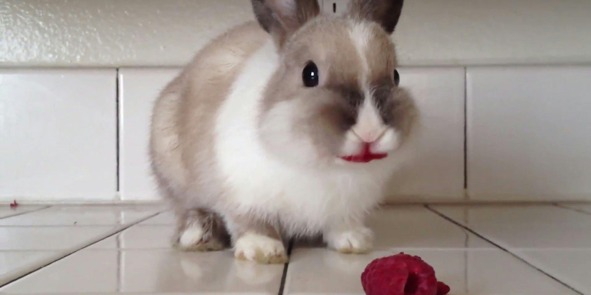 Bunny video. Кролик гифка. Кролики гифки. Гифки животных. Животные gif.