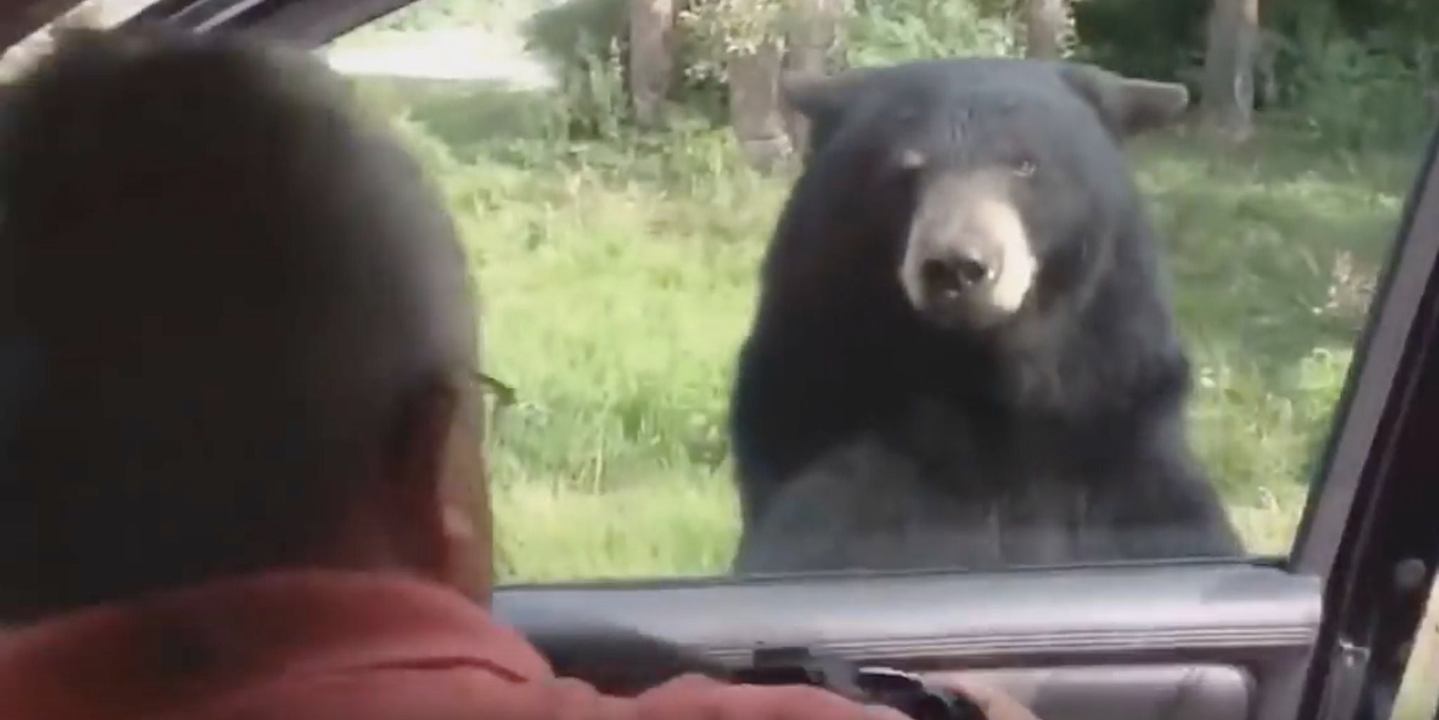 Bears can open car doors and we're all probably f**ked The Daily Dot