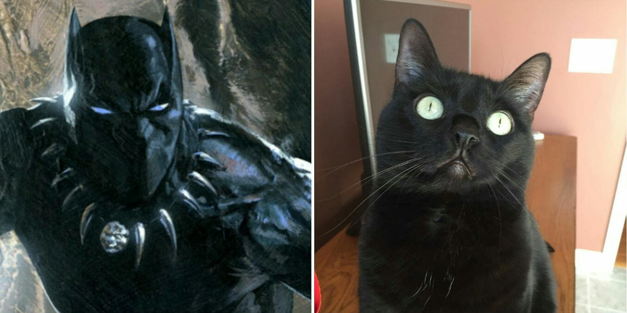 ‘Black Panther’ May Be Helping Black Cats Beat the Adoption Odds