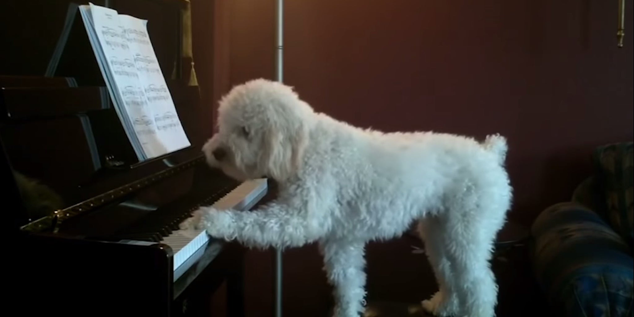 Dog sings along to its own piano playing - The Daily Dot