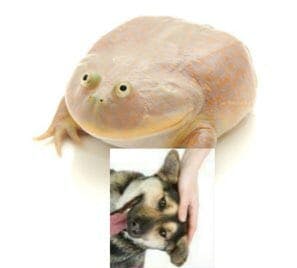 Wednesday frog petting dog meme