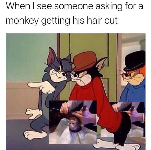 Monkey Haircut Meme Can Be Photoshopped Into Anything