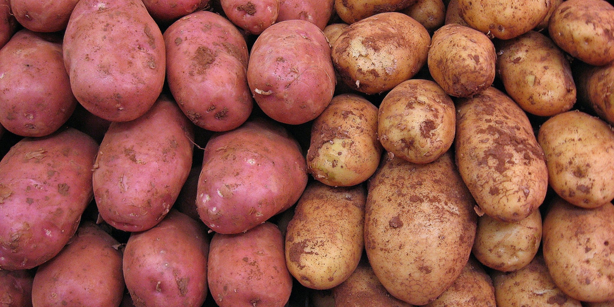 Homepage article image