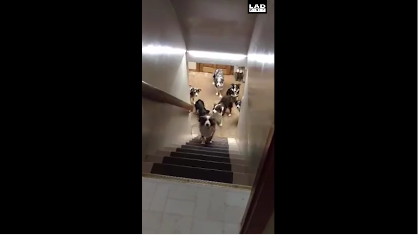 dogs wait in line for stairs: good dogs queue for a climb up the stairs