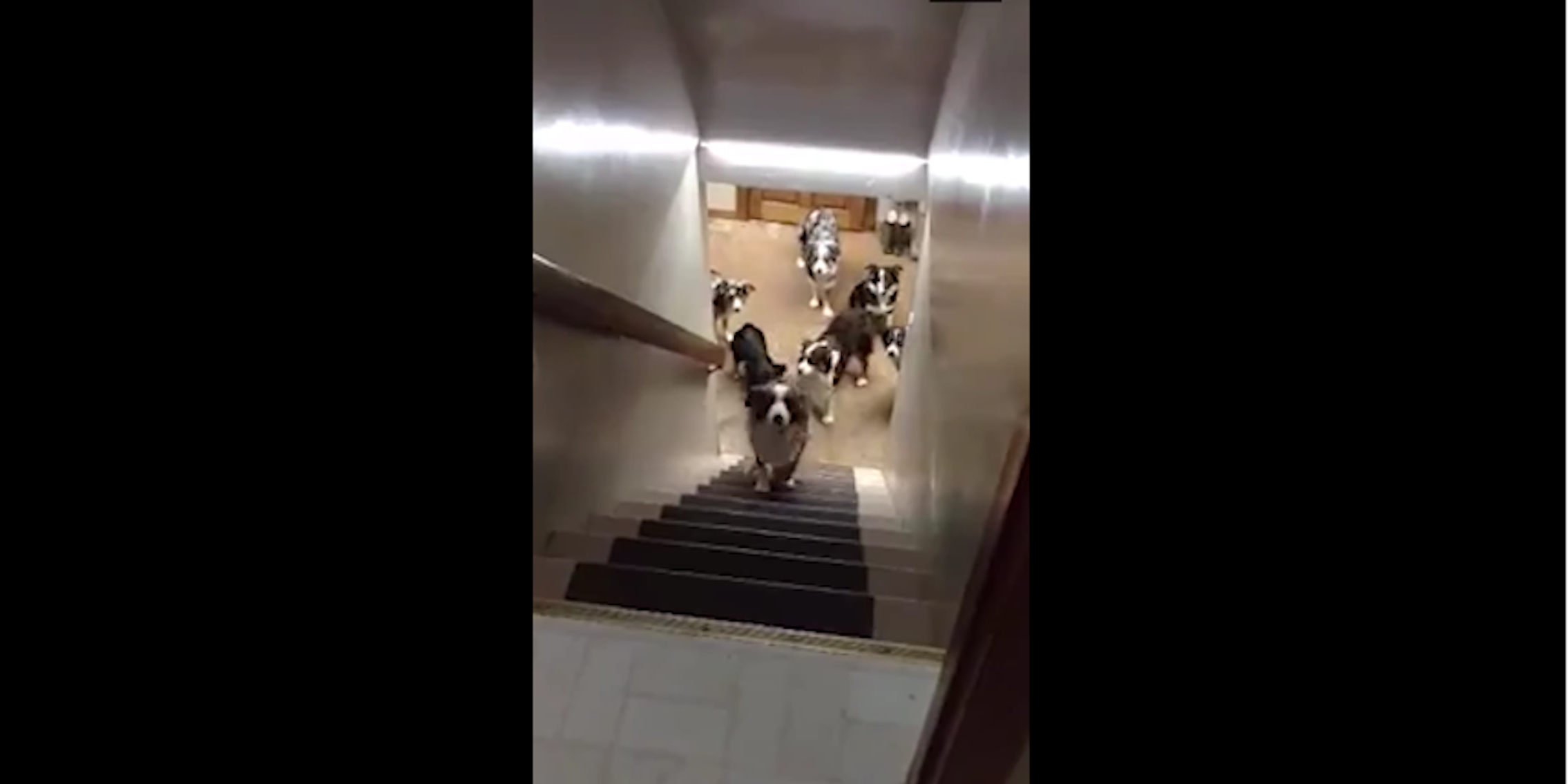 dogs wait in line for stairs: good dogs queue for a climb up the stairs