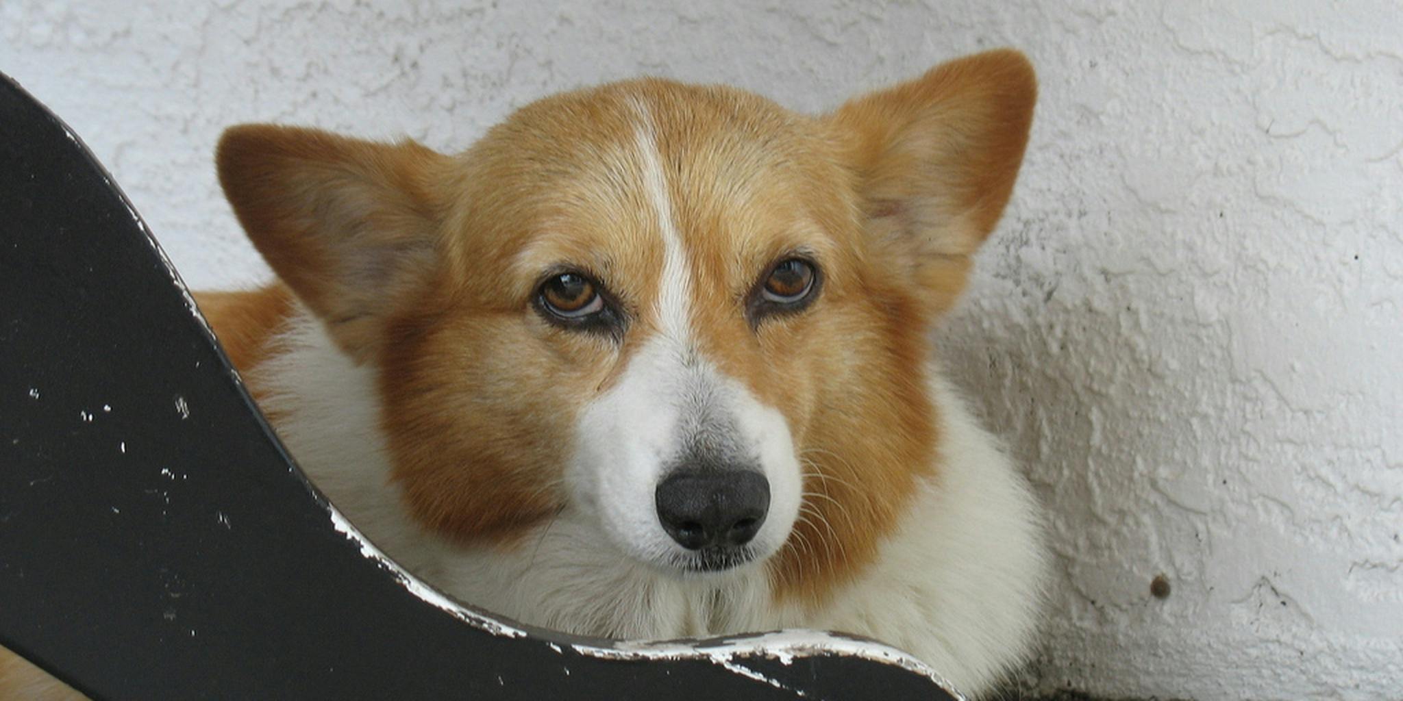 Аллергия у корги как выглядит Corgi tries in vain to reach the treat on her butt