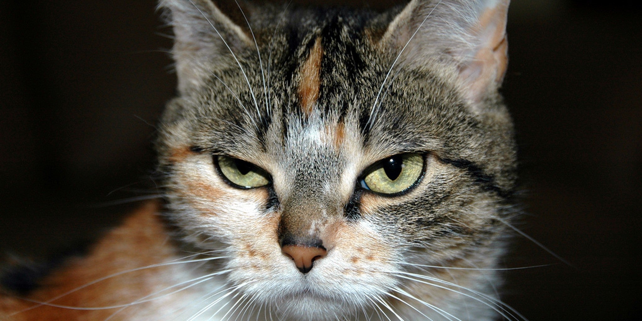 Homepage article image